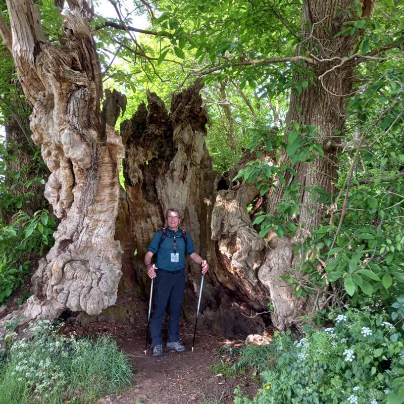 Arbre creux